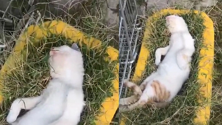 Elazığ'da sıcaktan bunalan kedinin serin yerde sızması güldürdü