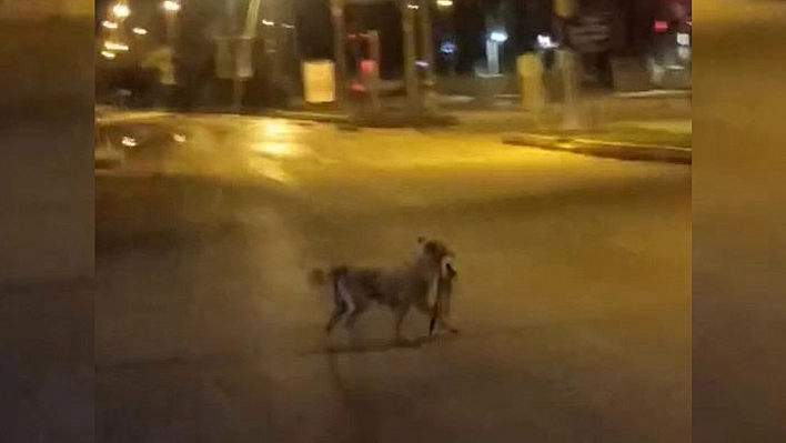 Elazığ'da, sokak köpeği parçaladığı kediyi ağzında taşırken görüntülendi