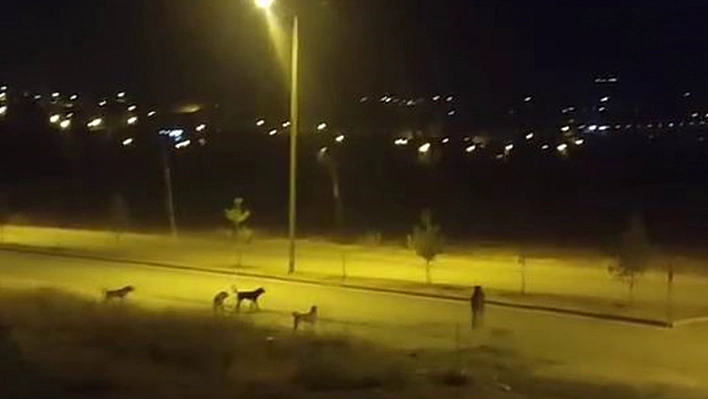 Elazığ'da Sokak köpekleri sahipsiz ata saldırdı