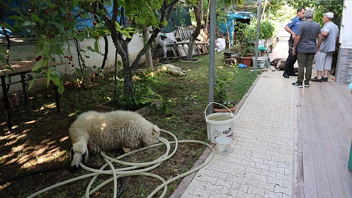 Elazığ'da Sokak Köpeklerinin Yaptığını Duyanlar Dehşete Düşüyor!