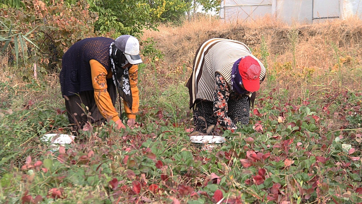 Elazığ'da Son Hasat  Kilosu 50 Liradan Alıcı Buluyor