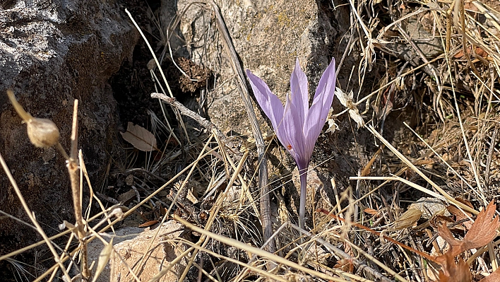 Elazığ'da sonbaharda açan nadir çiğdemler doğa tutkunlarını büyüledi