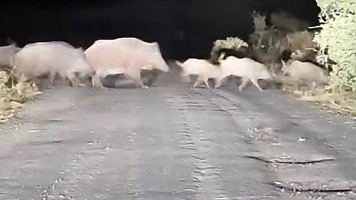 Elazığ'da sürü halinde görüntülendiler!