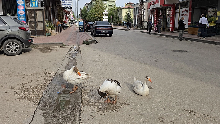 Elazığ'da sürüden ayrılan 3 kaz yolunu şaşırıp trafiğe çıktı