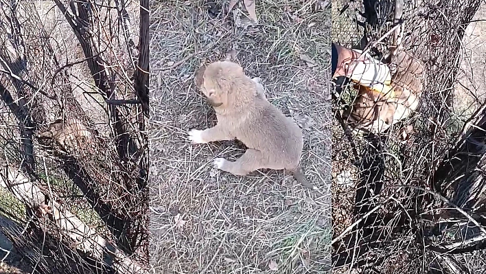 Elazığ'da teller arasında mahsur kalan köpeğe vatandaş yardım etti