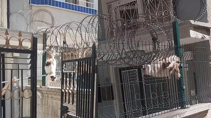 Elazığ'da Tellere Sıkışan Kedi İtfaiye Tarafından Kurtarıldı