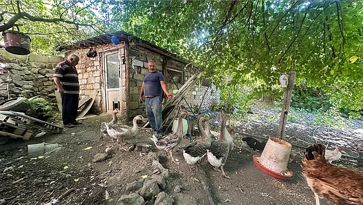 Elazığ'da tilki nöbeti