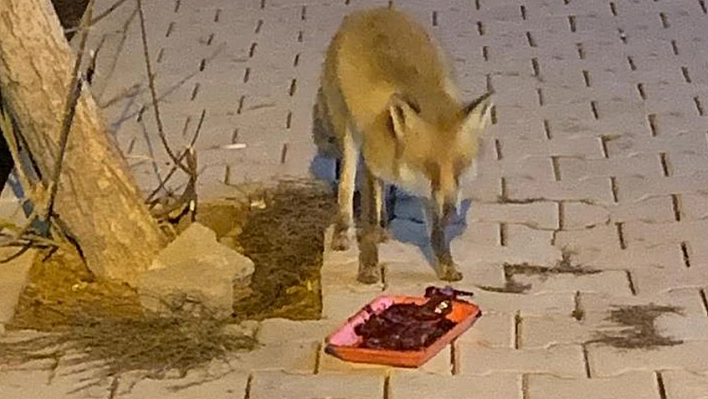 Elazığ'da tilkiyi ciğerle beslediler