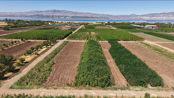 Elazığ'da üretilen milyonlarca fidan, ülkeye nefes oluyor