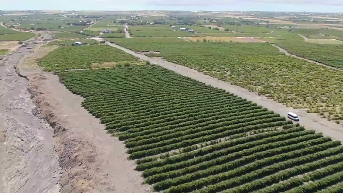 Elazığ'da üretiliyor Avrupa kapış kapış alıyor! Yerine göre kilosu 400 TL'yi aşıyor… Faydası saymakla bitmiyor