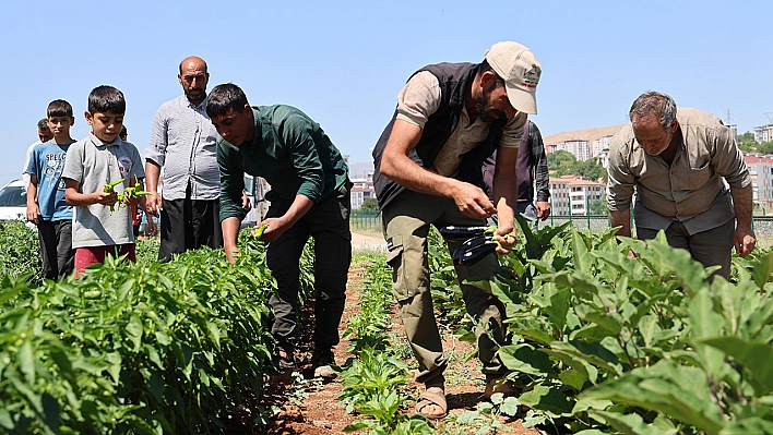 Elazığ'da üretim arttı, sofralar sebzeyle dolacak