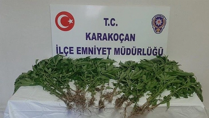 Elazığ'da uyuşturucu ile mücadele : 1 gözaltı