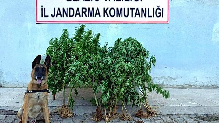Elazığ'da uyuşturucu operasyonu
