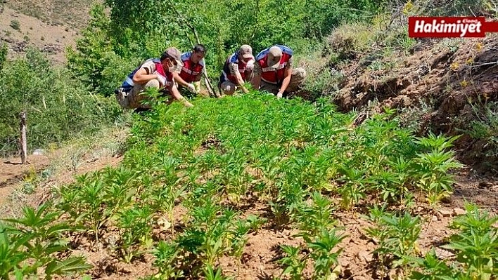 Elazığ'da uyuşturucu tarlasına operasyon, 6 bin kök kenevir ele geçirildi