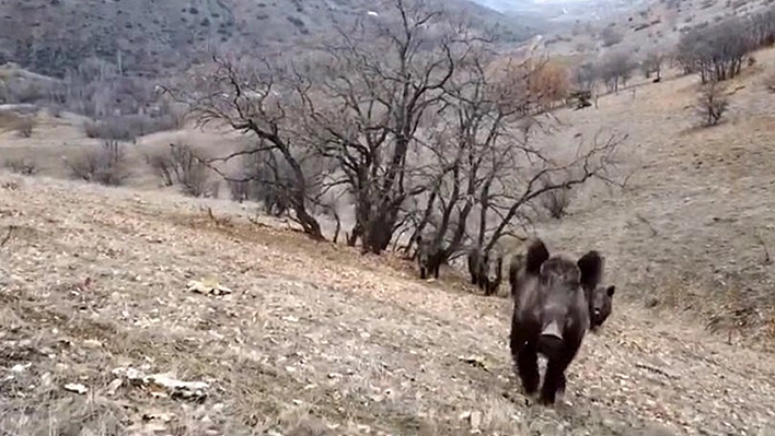 Elazığ'da yaban hayatı kameralara yansıdı