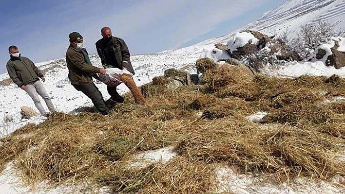 Elazığ'da yaban hayvanları için doğaya 1,5 ton yem bırakıldı