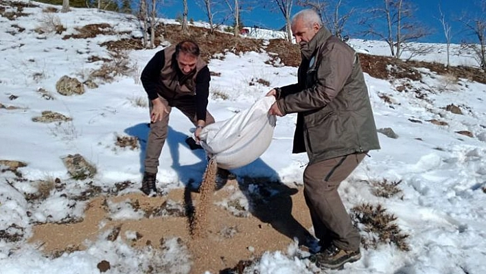 Elazığ'da Yaban Hayvanları İçin Doğaya Yem Bırakıldı