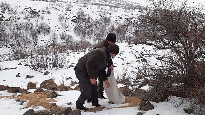 Elazığ'da Yaban Hayvanları İçin Doğaya Yem Bırakıldı