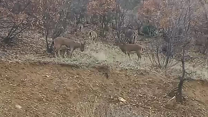 Elazığ'da yaban keçileri görüldü