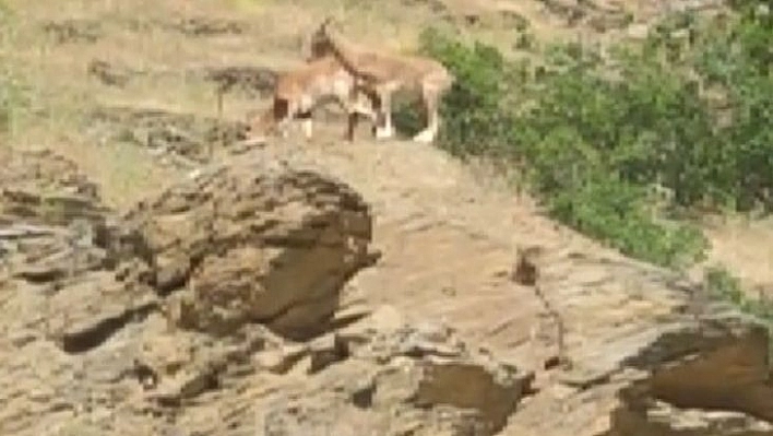 Elazığ'da Yaban Keçisi Sürüsü Görüldü