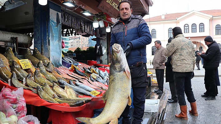 Elazığ'da yakalanan dev balık görenleri hayrete düşürdü