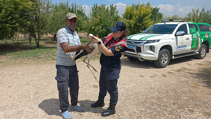 Elazığ'da Yaralı Halde Bulunan Leylek Tedavi Altına Alındı