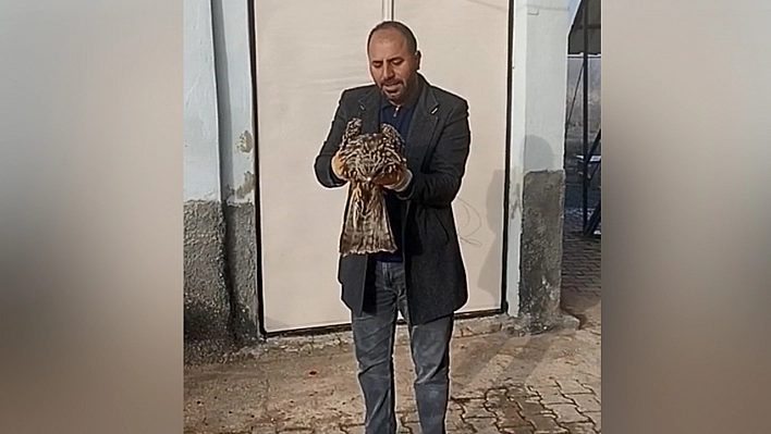 Elazığ'da yaralı kartal koruma altına alındı