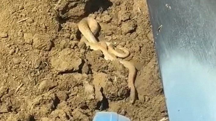 Elazığ'da yılanlar ortaya çıktı