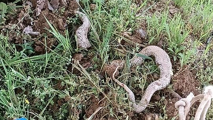 Elazığ'da Yine Dev Bir Yılan Görüntülendi!