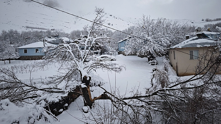 Elazığ'da yoğun kar yağışından dolayı ağaçlar devrildi