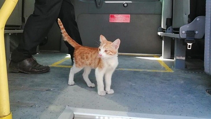 Elazığ'da yolcu gibi minibüse binen kedi, çarşı merkezine kadar yolculuk yaptı