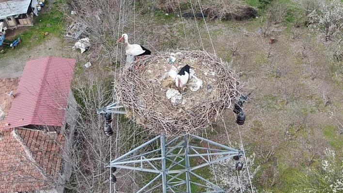 Elazığ'da Yuvalarına Dönen Leylekler Kuluçkaya Yattı