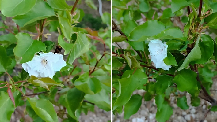 Elazığ'da zirai don sonrası bir mucize gerçekleşti!