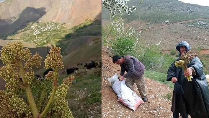 Elazığ'da Zorlu Işkın Mesaisi Sürüyor