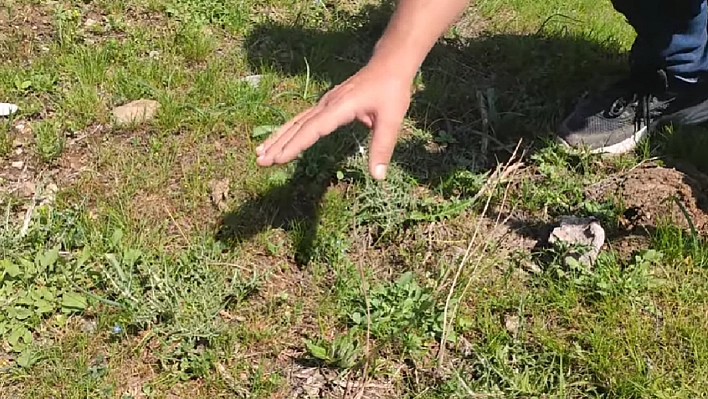 Elazığ dağlarının gizli hazinesi! Kilosu 70 TL, sakızı altın değerinde… Binlerce yıldır şifa dağıtıyor
