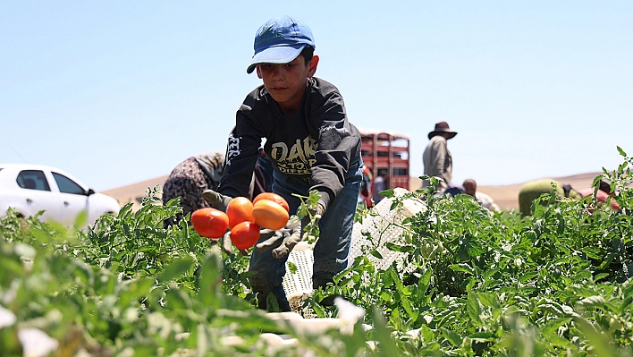 Elazığ'daki İşçilerin Güneş Altında Ekmek Mücadelesi