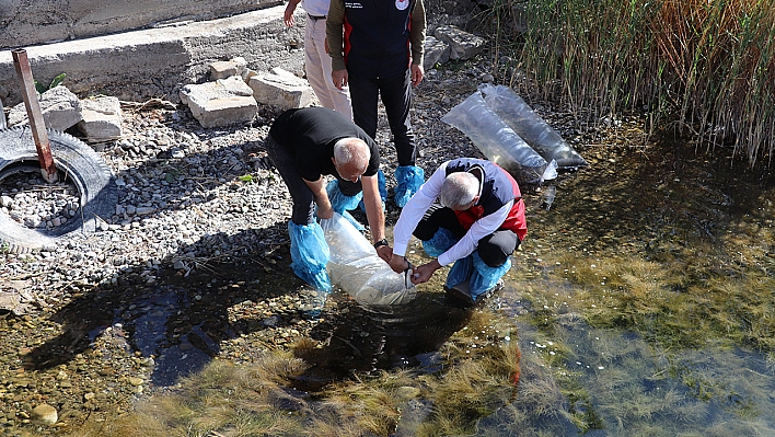 Elazığ'dan temin edilen sazanlar Sivas'taki göl ve göletlere bırakıldı