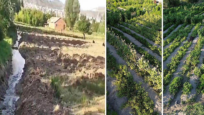 Elazığ'dan üretime milli reçete: dağ idi, bağ oldu