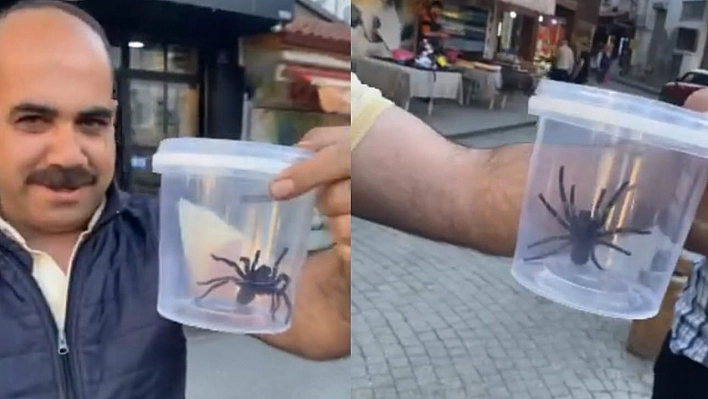 Elazığ esnafı devasa siyah örümcekle şaşkına döndü!