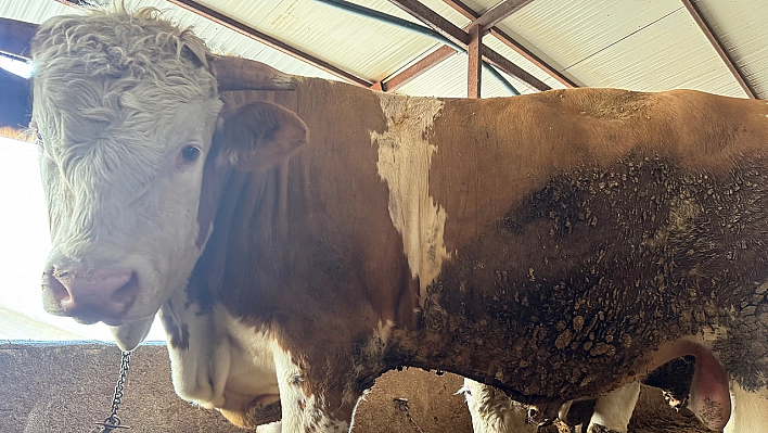 Elazığ'ın gözde kurbanlığı 'Paşa' görücüye çıktı