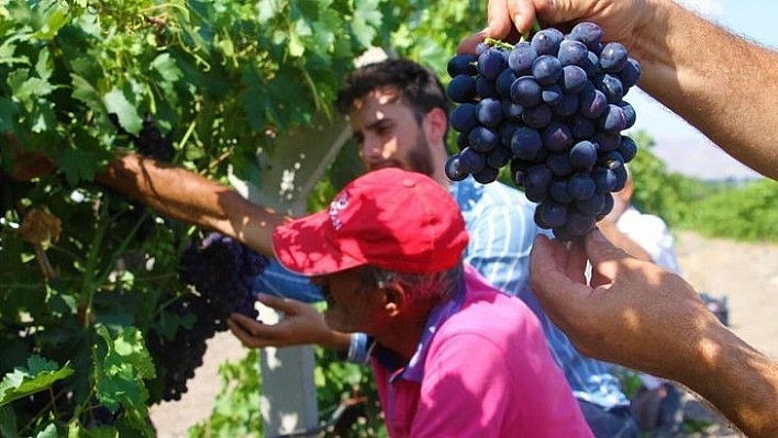 Elazığ'ın üzüm köyünde erkenci üzüm hasadı