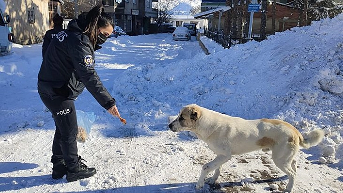 Elazığ Polisi Sokak Hayvanlarını Unutmadı