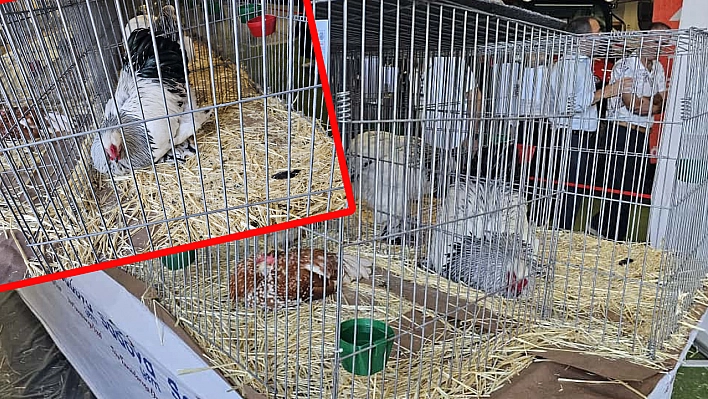 Elazığ Tarım Fuarında bir ilk: 150'den fazla süs tavuğu görücüye çıktı