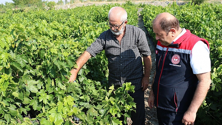 Elazığ ve Malatya'nın ardından en çok Erzincan'da üretiliyor