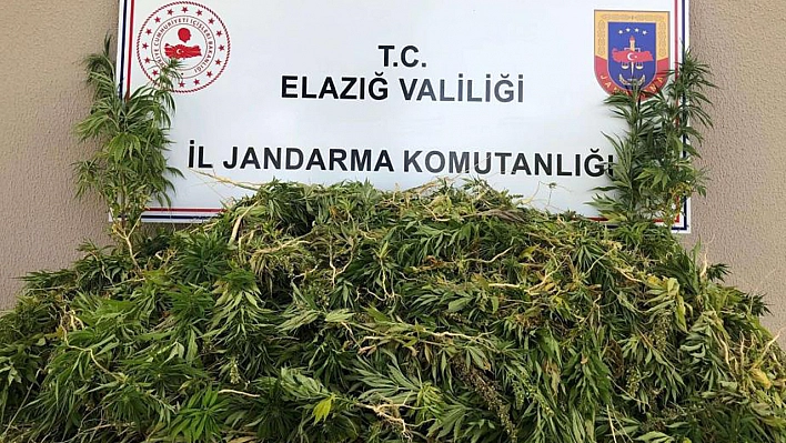 Elazığ'da 2 Bin 208 Kök Kenevir Ele Geçirildi