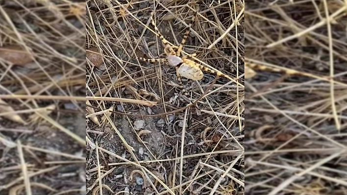 Elazığlılar dikkat! Dünyanın En zehirlisi bu kez Elazığ'da görüldü