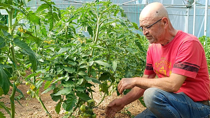 Emekli Oldu Kendi İmkanlarıyla Sera Kurdu, Üretime Başladı Ama Çalıştıracak Eleman Bulamıyor