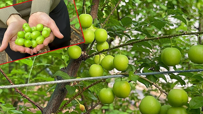 Eriğin İlk Hasadı Yapıldı Fiyatı Dudak Uçuklatıyor!