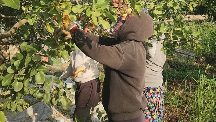 Fıstık Hasadı Başladı