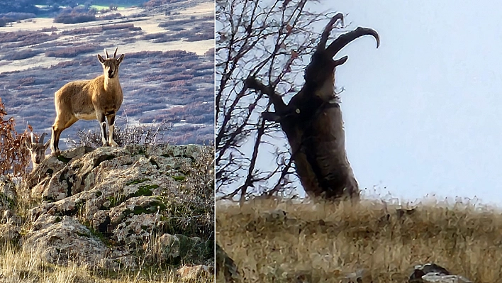 Görüntüler Elazığ'dan: Gıdikler Bu Kez Poz Verdi